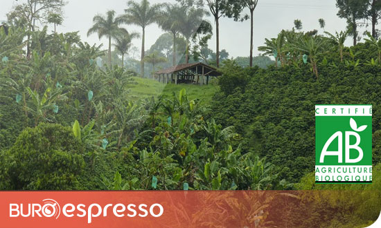 Plantation Colombie Excelso